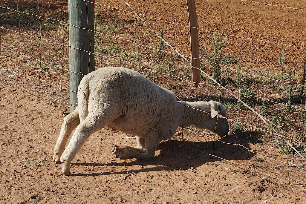 the grass is always greener