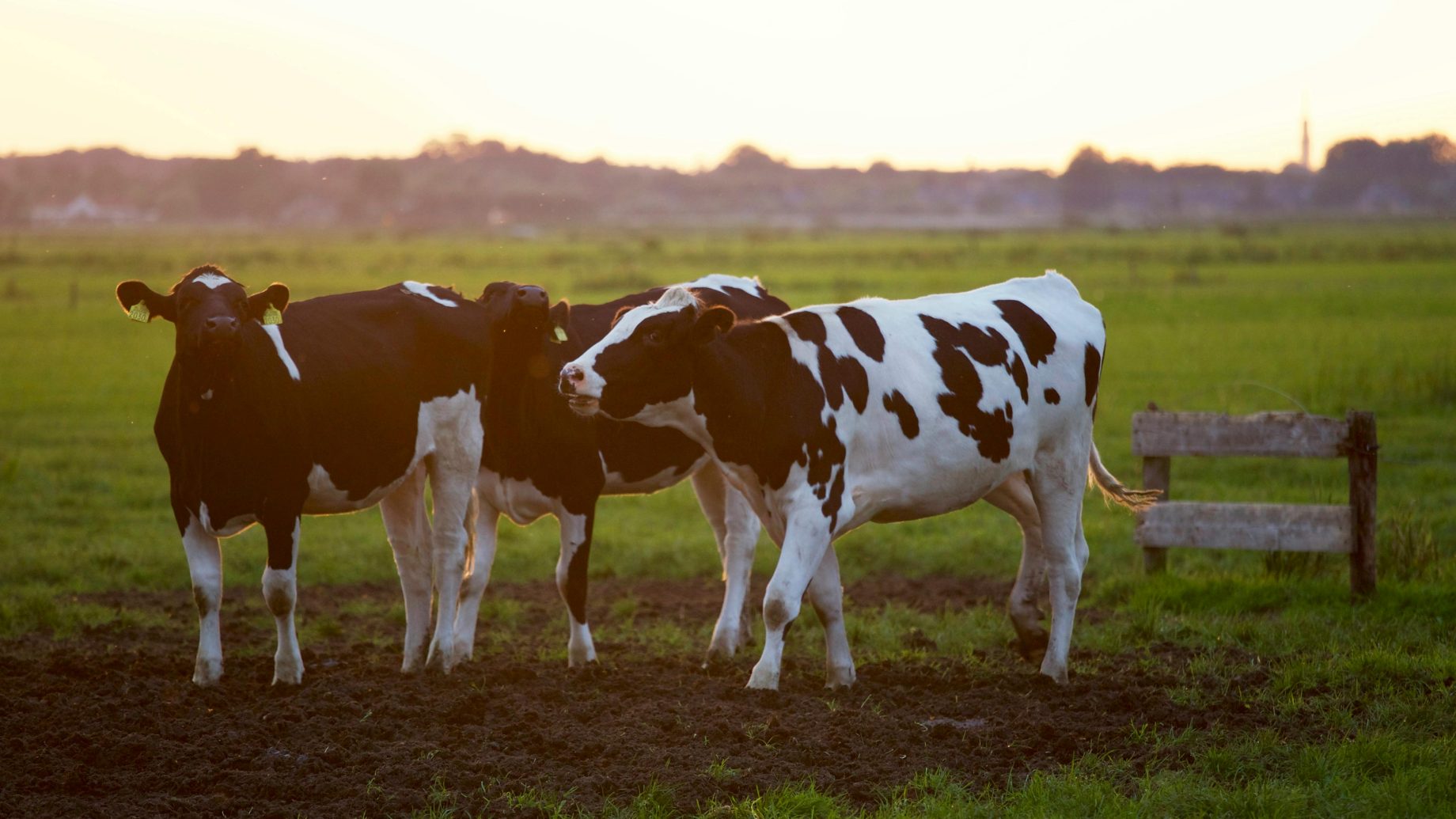 cow farm