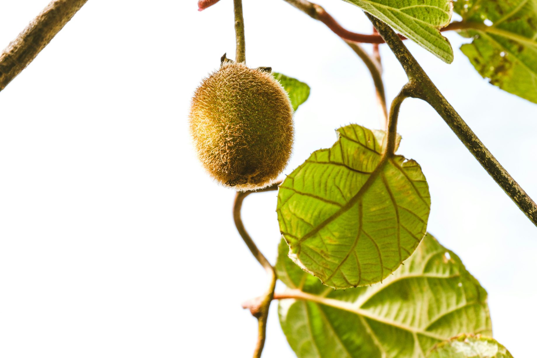 kiwifruit