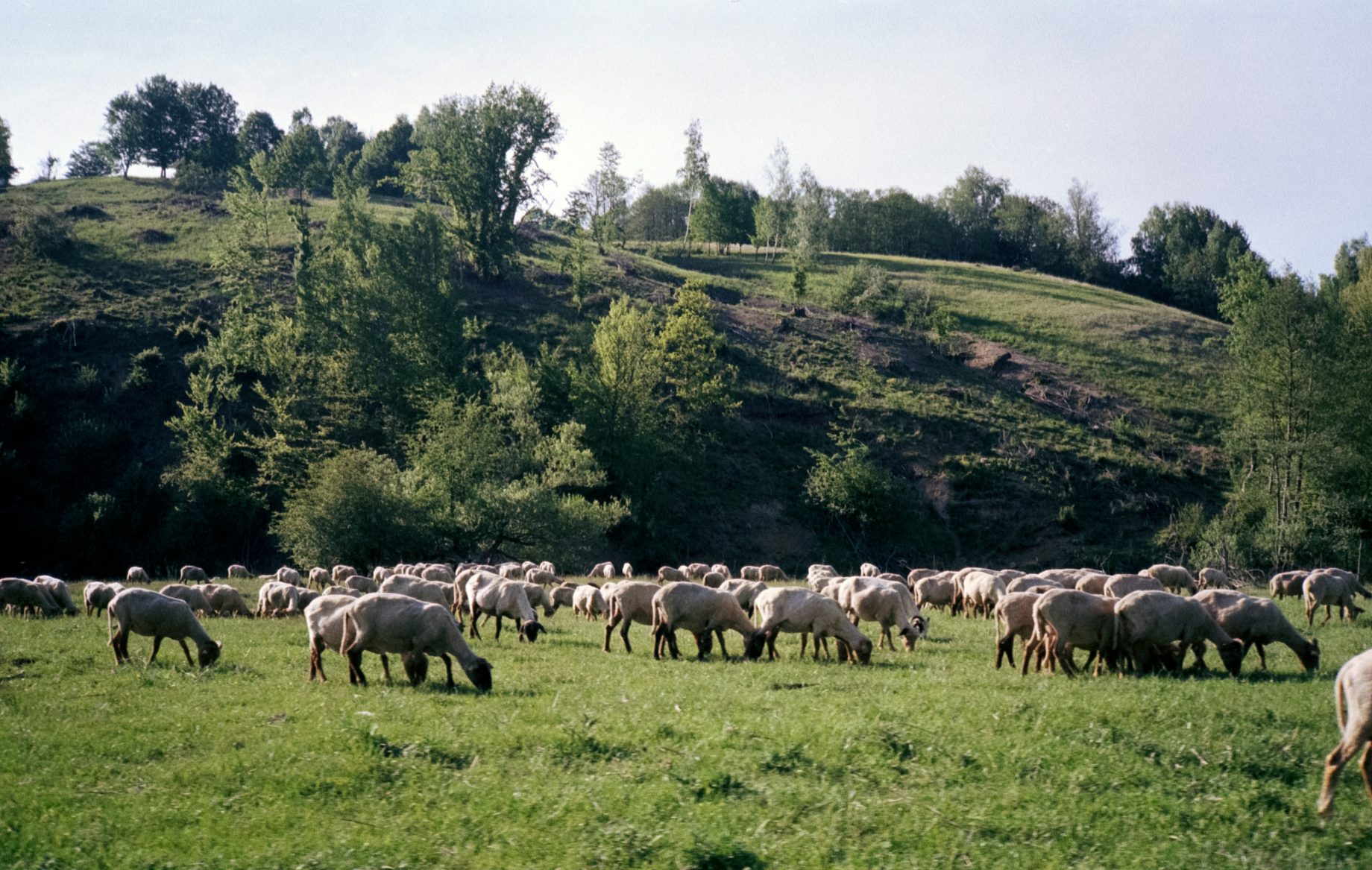 sheepmeat