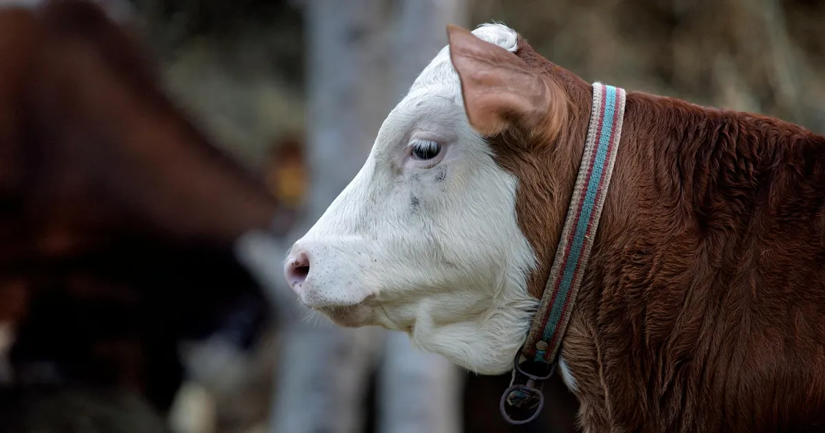 Charming side profile of a brown and white calf in a rural setting, wearing a collar.