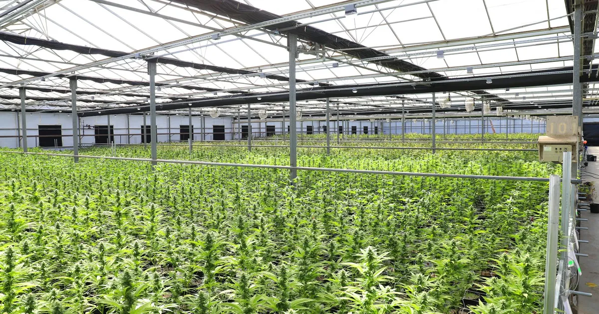 Expansive indoor cannabis greenhouse in Salinas, showcasing healthy marijuana plants under sunlight.