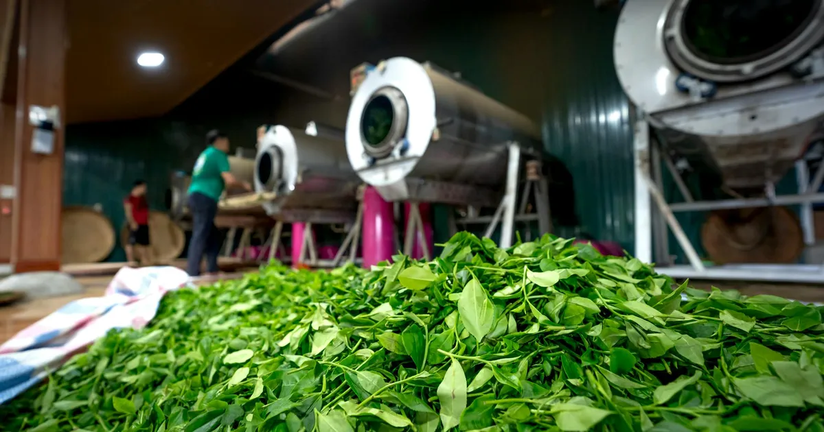 Fresh green tea leaves in a processing facility with workers in the background.