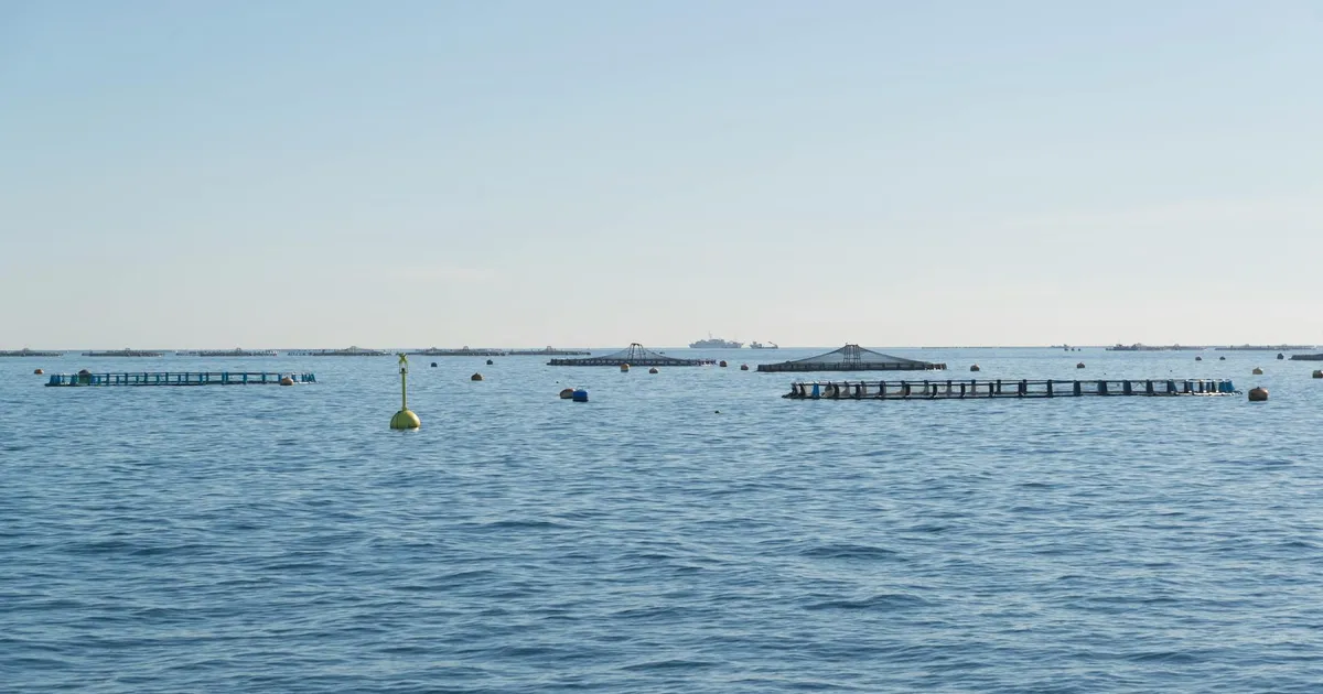 Aerial view of fish cages in the ocean under clear blue skies, illustrating aquaculture practices.