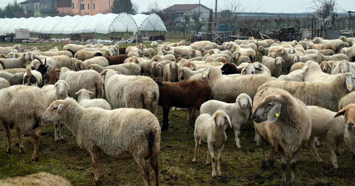 Large flock of sheep grazing in the rural fields of Rizza, Veneto, Italy on a cloudy day.